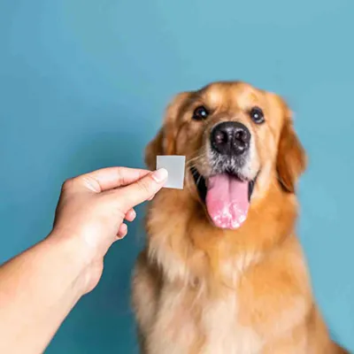 Машина для нанесения покрытия на пероральные тонкие пленки для питания домашних животных